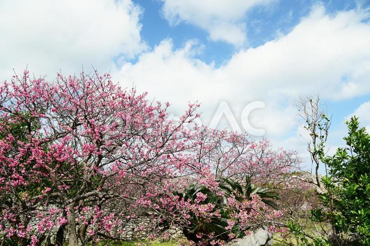 沖縄の緋寒桜の風景 沖縄,桜,緋寒桜の写真素材
