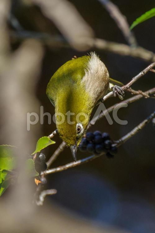 メジロとヒサカキの黒い実 メジロ,野鳥,鳥の写真素材