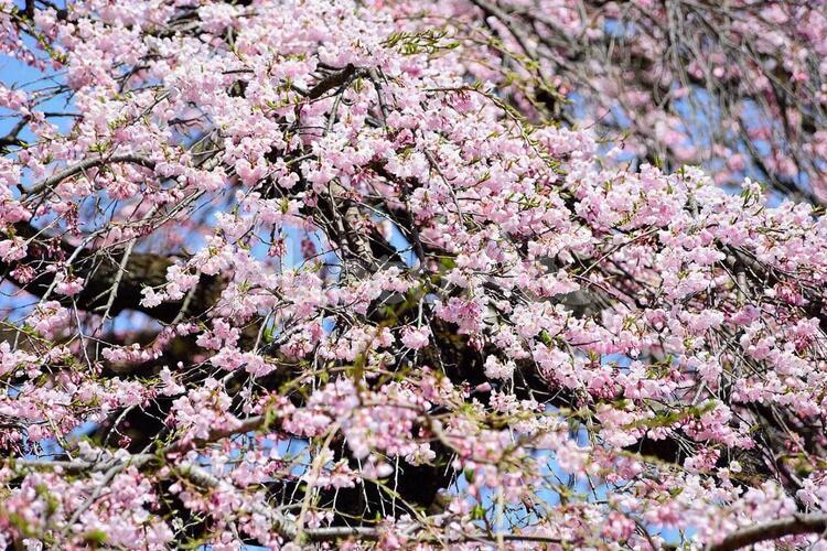 桜並木 桜,さくら,サクラの写真素材