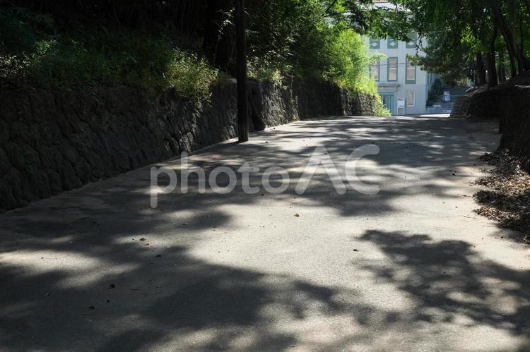 道に落ちる枝影 影,道,道路の写真素材