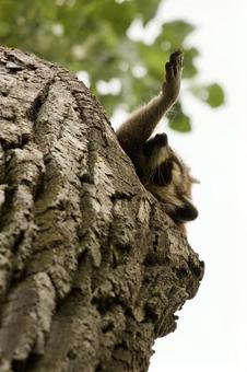 巣穴から顔を出すアライグマ 巣穴から顔を出すアライグマの写真