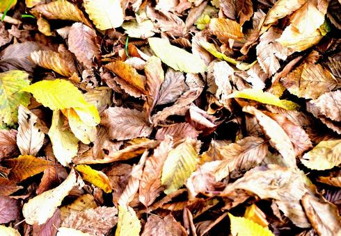 Fallen leaves Fallen maple leaves Autumn landscape image, JPG