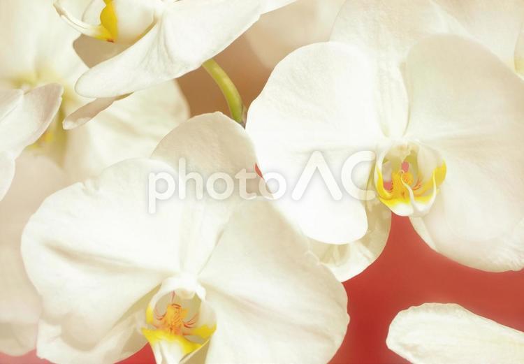 白い胡蝶蘭の花クローズアップ無料写真 胡蝶蘭,蘭,ゴージャスの写真素材