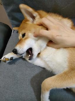 気持ち良さそうな柴犬! 気持ち良さそうな柴犬! 犬,柴犬,シバの写真素材
