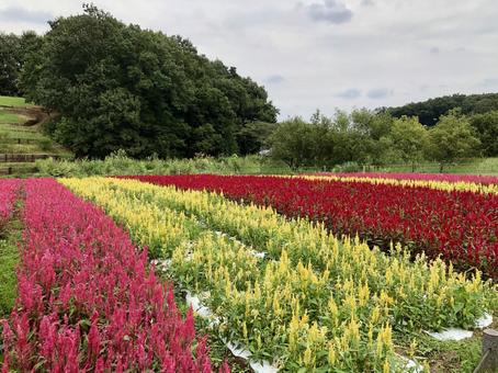 ゲイトウ 武蔵丘陵森林公園 ゲイトウ 武蔵丘陵森林公園 ゲイトウ,花,森林公園の写真素材