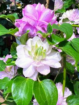 クレマチス クレマチス クレマチス,テッセン,花の写真素材