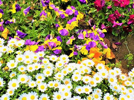 お花たち お花たちの写真