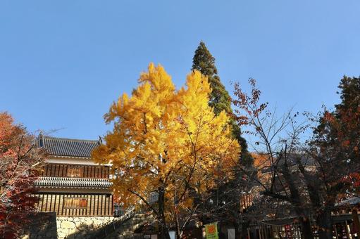 紅葉　長野県　上田城 紅葉,長野県,上田城の写真素材