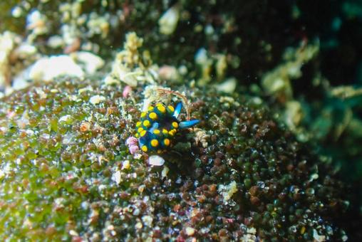 三浦 テントウウミウシ 三浦 テントウウミウシの写真