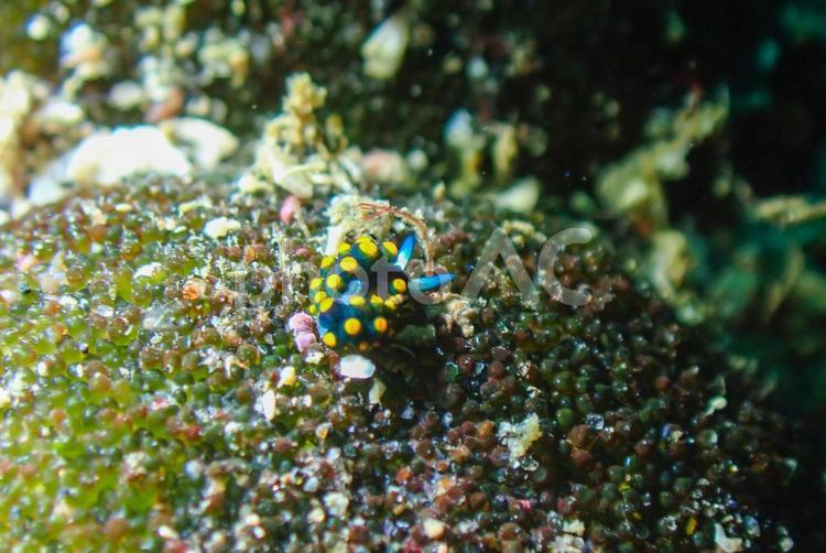 三浦　テントウウミウシ スキューバーダイビング,ダイビング,テントウウミウシの写真素材