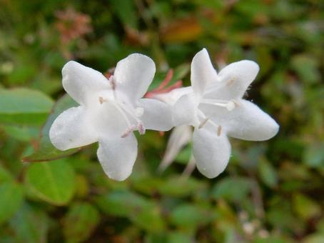 【花の写真】ハナゾノツクバネウツギ 【花の写真】ハナゾノツクバネウツギ ハナゾノツクバネウツギ,アベリア,花園衝羽根空木の写真素材
