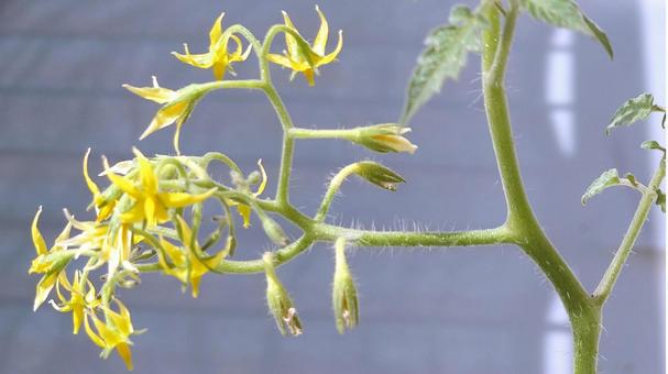 ミニトマトの花 ミニトマトの花 ミニトマト,花,自然の写真素材