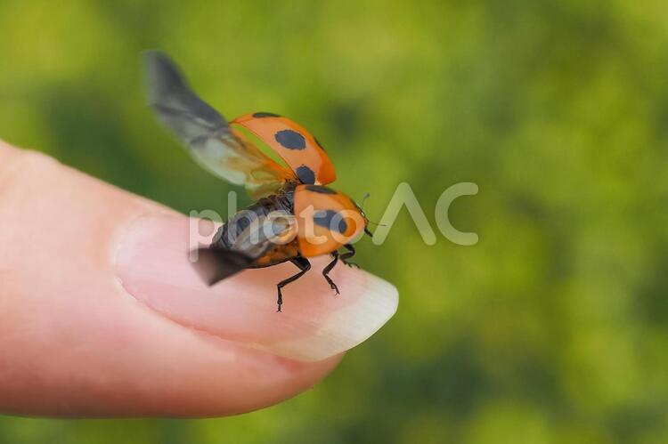 指先から飛び立とうとするテントウムシ てんとう虫,ナナホシテントウ,オレンジの写真素材
