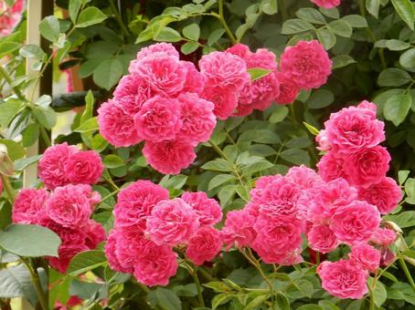 【薔薇の写真】バラの花 【薔薇の写真】バラの花 薔薇,植物,自然の写真素材
