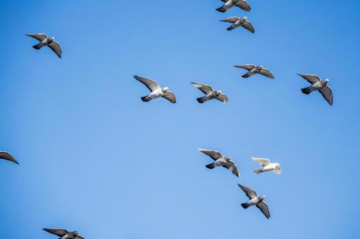 ハトの飛翔⑽ 鳥,ハト,鳥類の写真素材