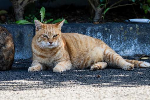 猫(226) 猫(226)の写真