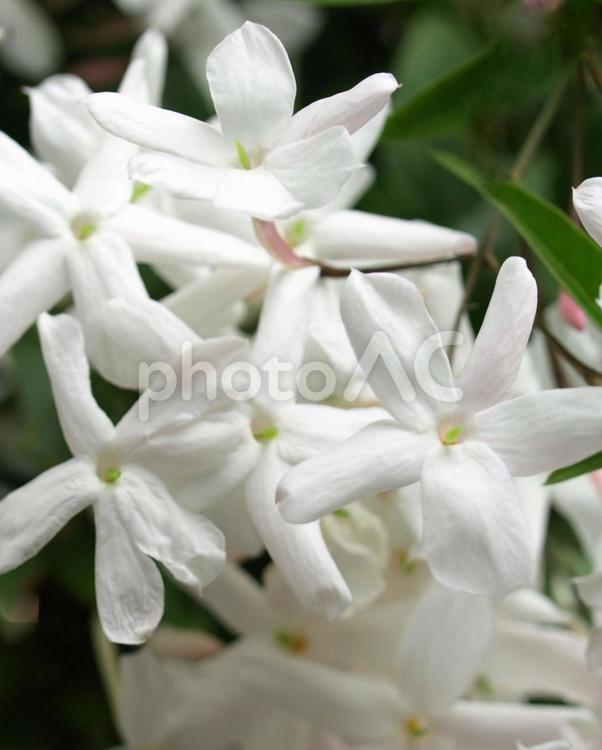 庭の羽衣ジャスミンのクローズアップ、ハゴロモジャスミンの花 ジャスミン,羽衣ジャスミン,ハゴロモジャスミンの写真素材