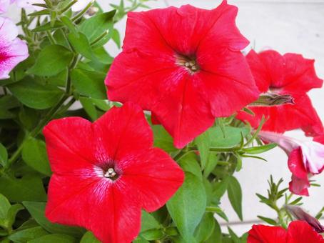 真っ赤なペチュニアの写真