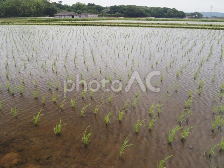 水田の風景 水田,田んぼ,稲の写真素材