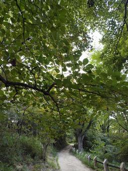 初秋の森 初秋の森,散歩道,緑の写真素材