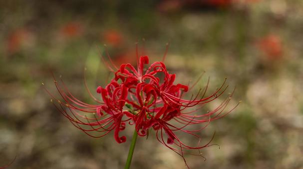 彼岸花 彼岸花 彼岸花,ヒガンバナ,花の写真素材