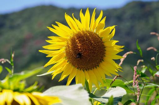 ヒマワリ(45) ヒマワリ(45) 夏,花,ヒマワリの写真素材