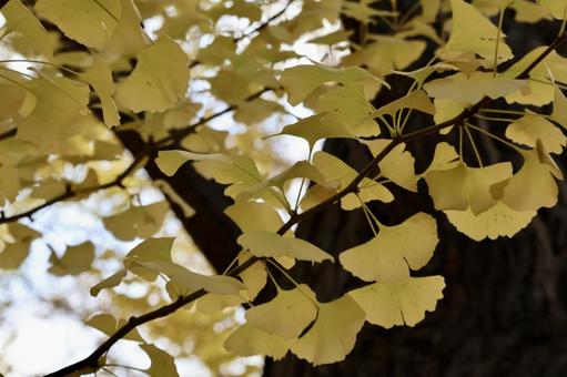 イチョウの葉の写真