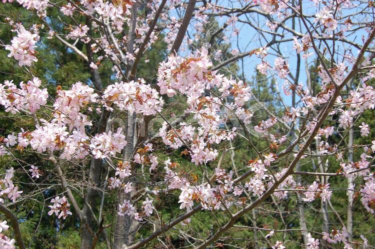 風景～サクラ1 桜,さくら,サクラの写真素材