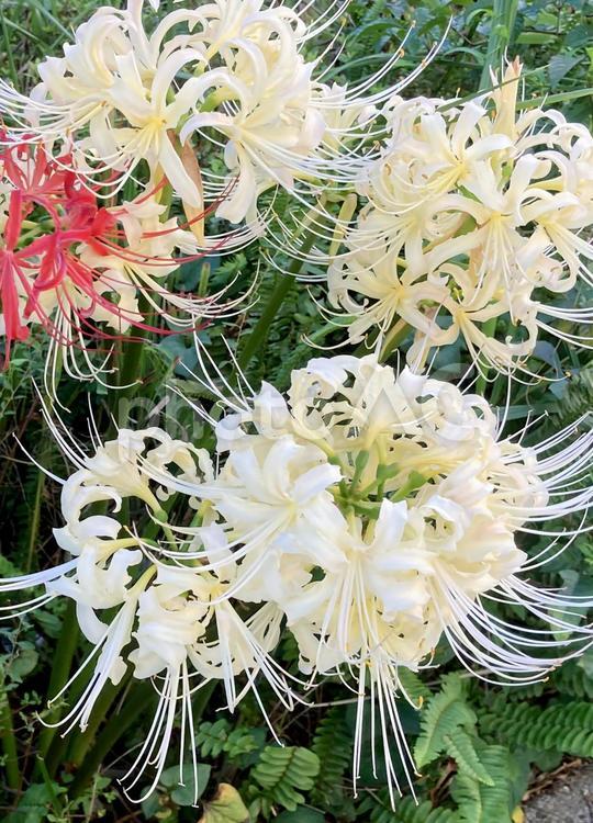 ヒガンバナ ヒガンバナ,彼岸花,曼珠沙華の写真素材