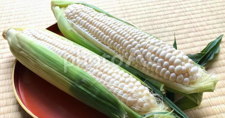 白いとうもろこし2 トウモロコシ,ピュアホワイト,野菜の写真素材