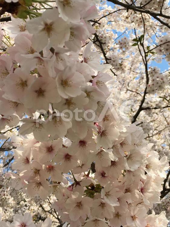 桜　ソメイヨシノ⑩ 桜,サクラ,さくらの写真素材