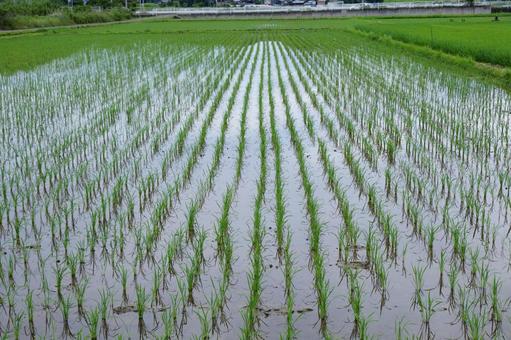 田植えの風景 田植えの風景の写真