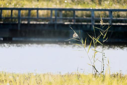 柔らかな光と水面の反射が美しい秋の水辺 柔らかな光と水面の反射が美しい秋の水辺 橋,木製,水面の写真素材