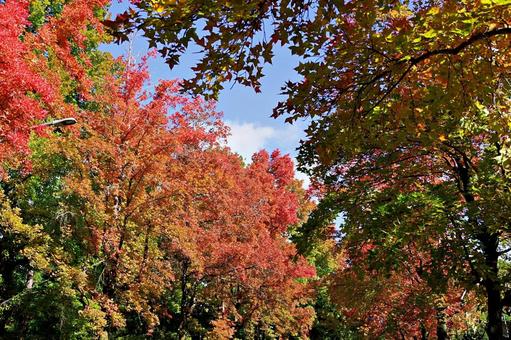 11月の三色彩道にて タイワンフウ,アメリカフウ,モミジバフウの写真素材