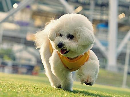 ビションフリーゼのポートレート 犬,ビションフリーゼ,子犬の写真素材