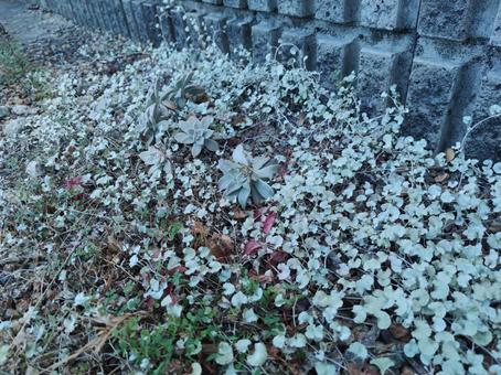 霜が降りた雑草 霜が降りた雑草の写真