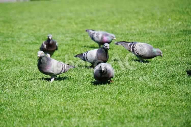 エサを探すハト ハト,はと,鳩の写真素材