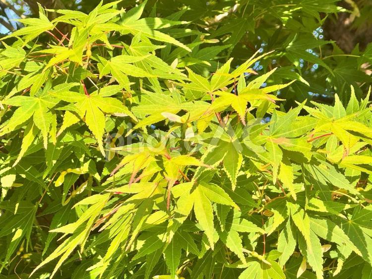 イロハモミジの実クローズアップ イロハモミジ,木の実,夏の写真素材