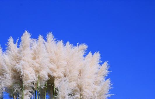 パンパスグラスのふわふわの穂と青空 パンパスグラス,シロガネヨシ,穂の写真素材