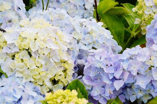アジサイの花 アジサイの花の写真
