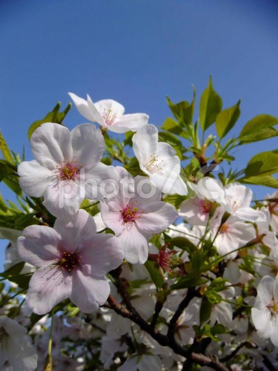 葉桜１ 植物,花,桜の写真素材
