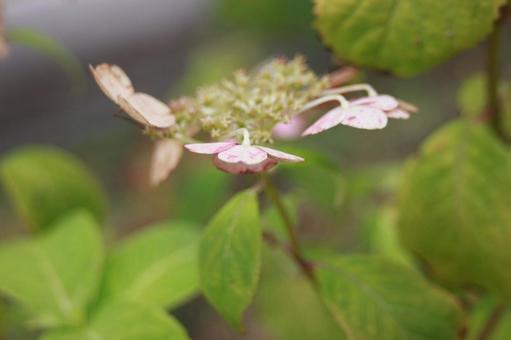 あじさいの写真