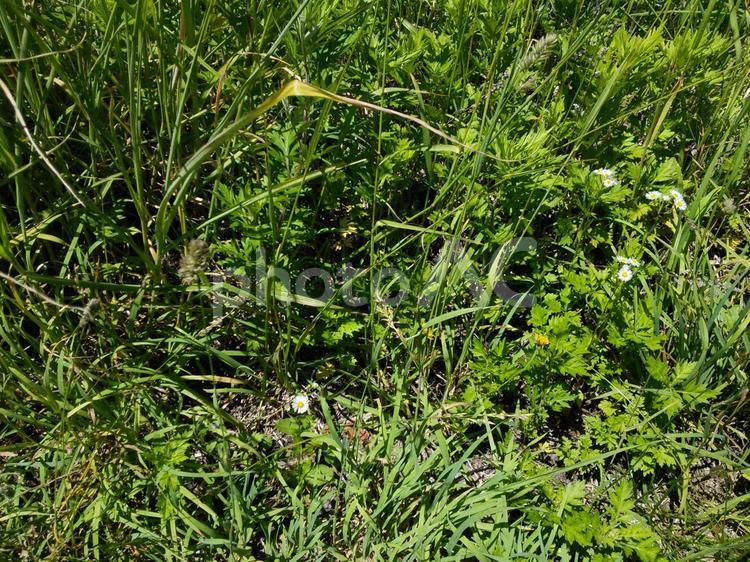 6月の空き地の雑草 雑草,花,植物の写真素材