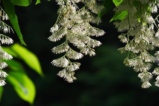 オオバアサガラ オオバアサガラの写真