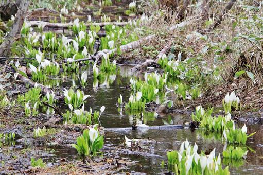 Skunk cabbage in Shiretoko National Park (Hokkaido), JPG