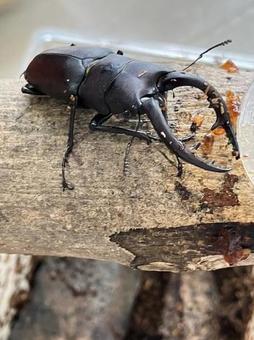 ノコギリクワガタ ノコギリクワガタ クワガタ,ノコギリクワガタ,大型の写真素材