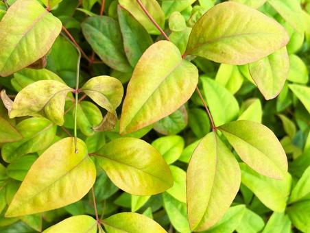 オタフクナンテン（お多福南天）２３の写真