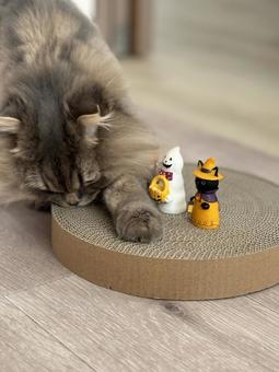 ハロウィンと猫 ハロウィンと猫の写真