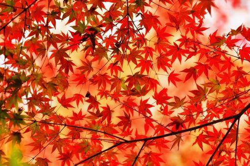 もみじ もみじ,紅葉,秋の写真素材