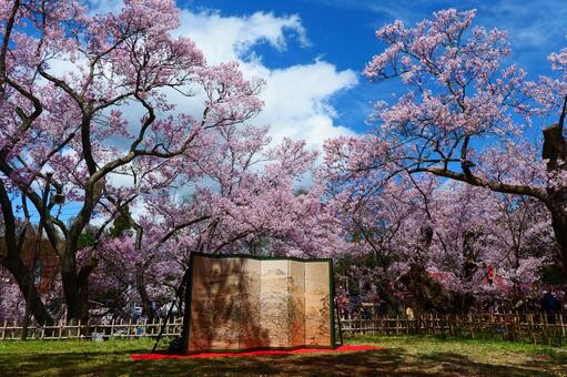 高遠城址公園の桜。 さくら,桜,タカトオコヒガンザクラの写真素材